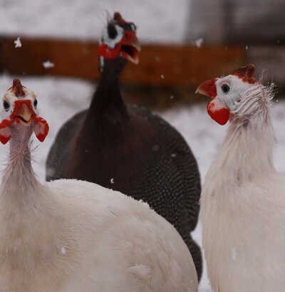 cropped_2021_winter_g_3.jpg