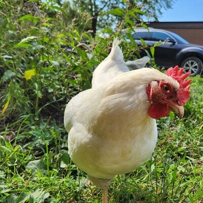 White plymouth rock