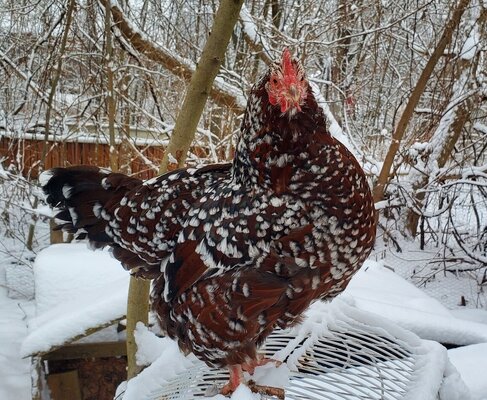 cropped_2023_winter_fowl_5.jpg