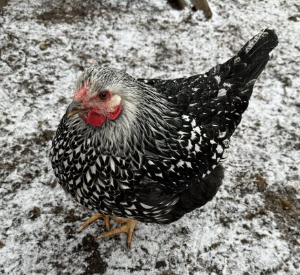 2023_winter_fowl_8.jpeg