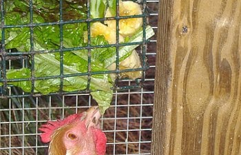 1906967372_a03b2da09a.jpg