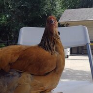 MARTFAMCHICKENS