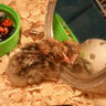 chickenpooplady