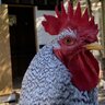 RedHillChicken