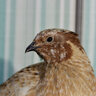 Susan Skylark