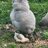 BigBlueHen53