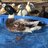 Quacking ducks