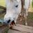 HorseDad